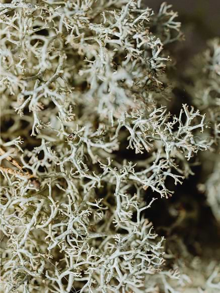 Base notes visual: Amber,Moss,Vetiver