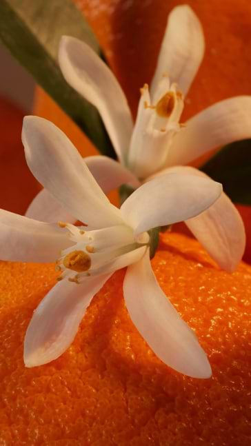 Middle notes visual: Eucalyptus,Lavender,Orange Blossom
