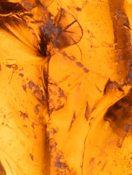 Base notes visual: Amber,Musk,Patchouli,Sandalwood