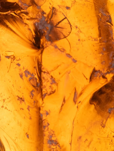 Base notes visual: Amber,Musk,Patchouli,Sandalwood