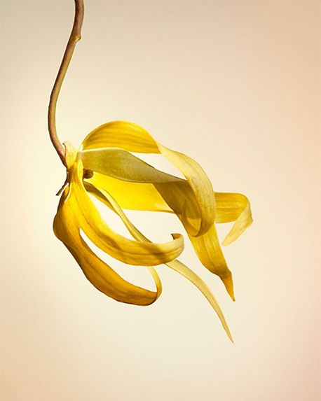 Top notes visual: Coffee,Neroli,Ylang-Ylang