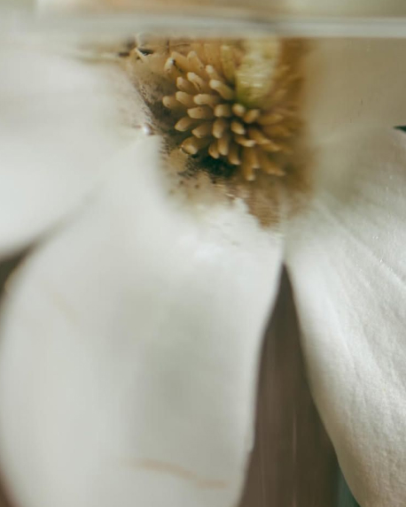 Top notes visual: Jasmine
