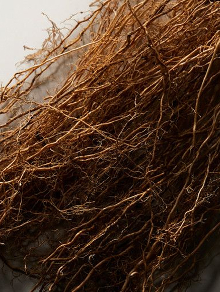 Base notes visual: Haiti Vetiver
