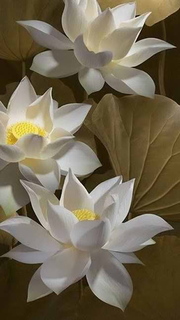 Middle notes visual: Lily Of The Valley,Rose,Water Lily