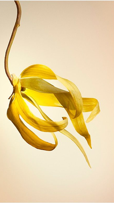 Middle notes visual: Ylang-Ylang