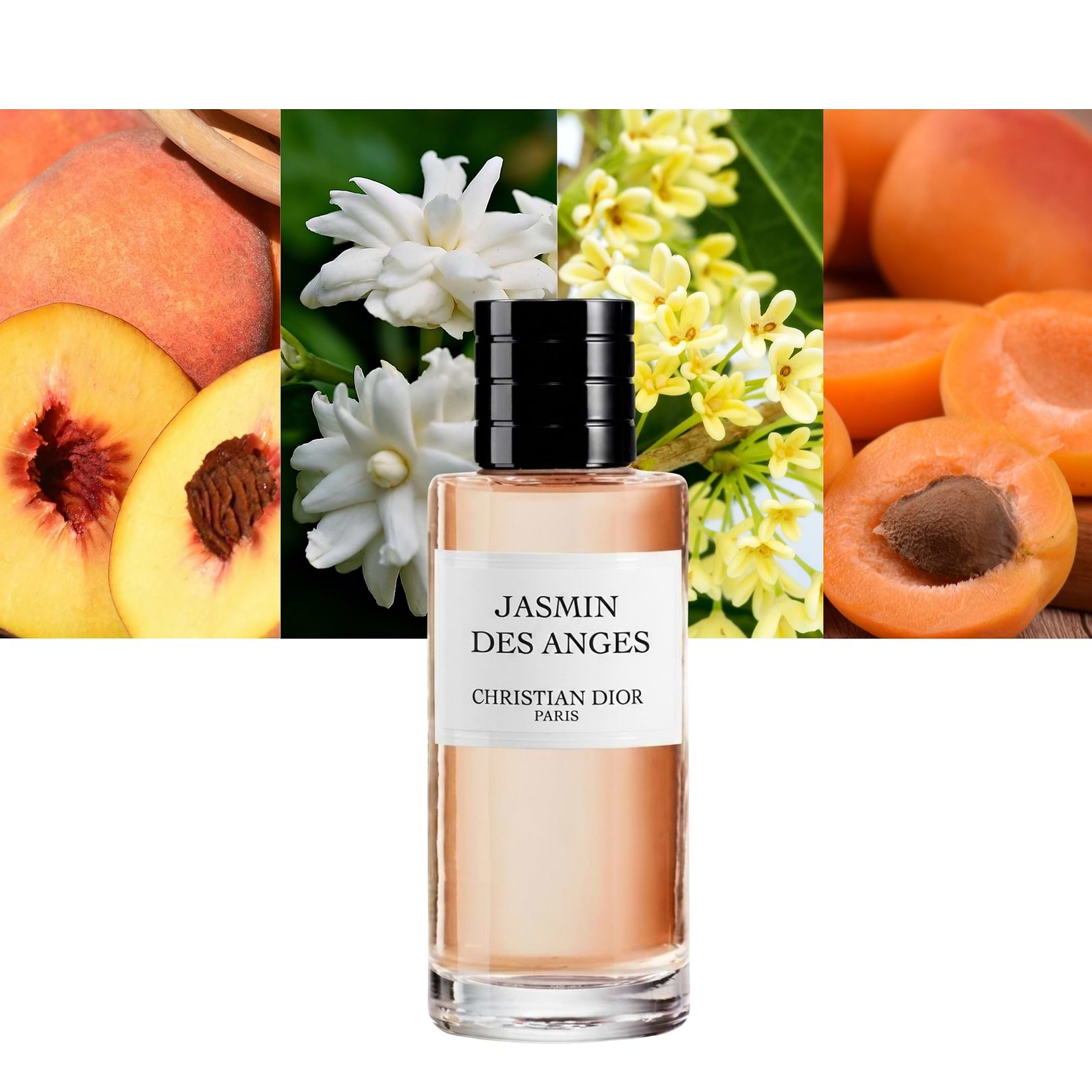 Jasmin Des Anges