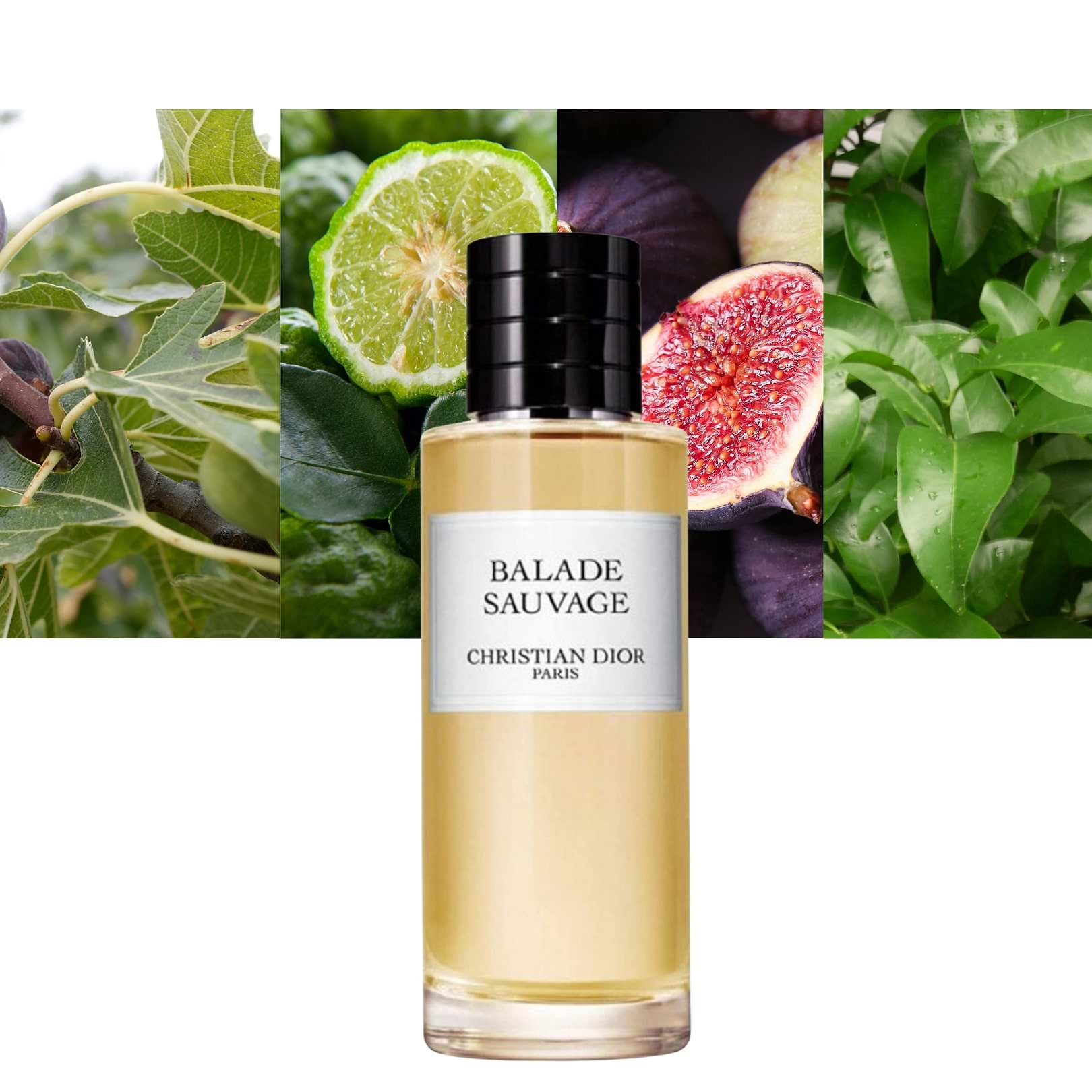 Balade Sauvage