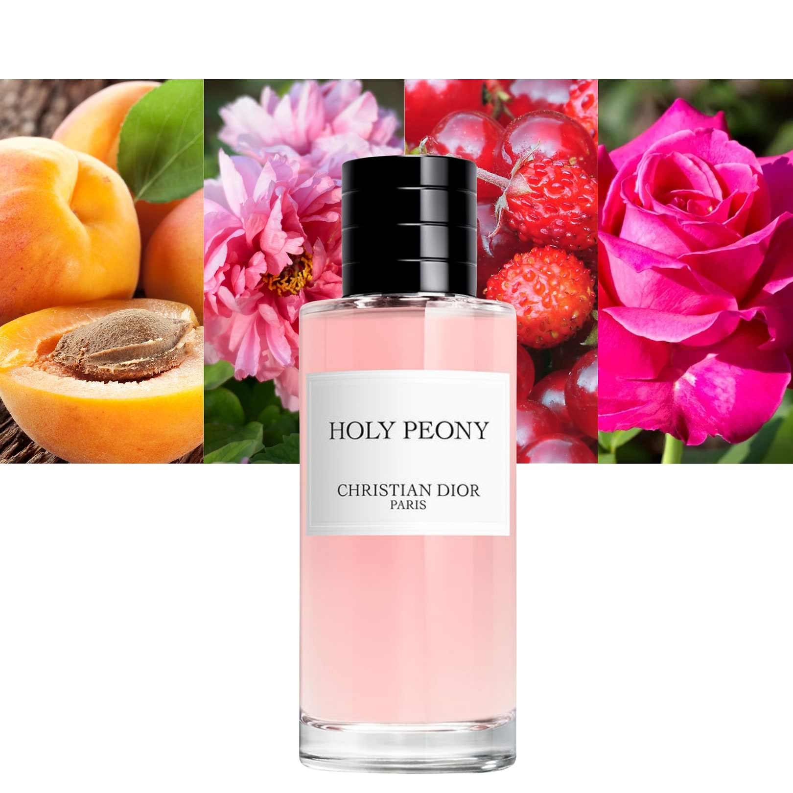 Holy Peony