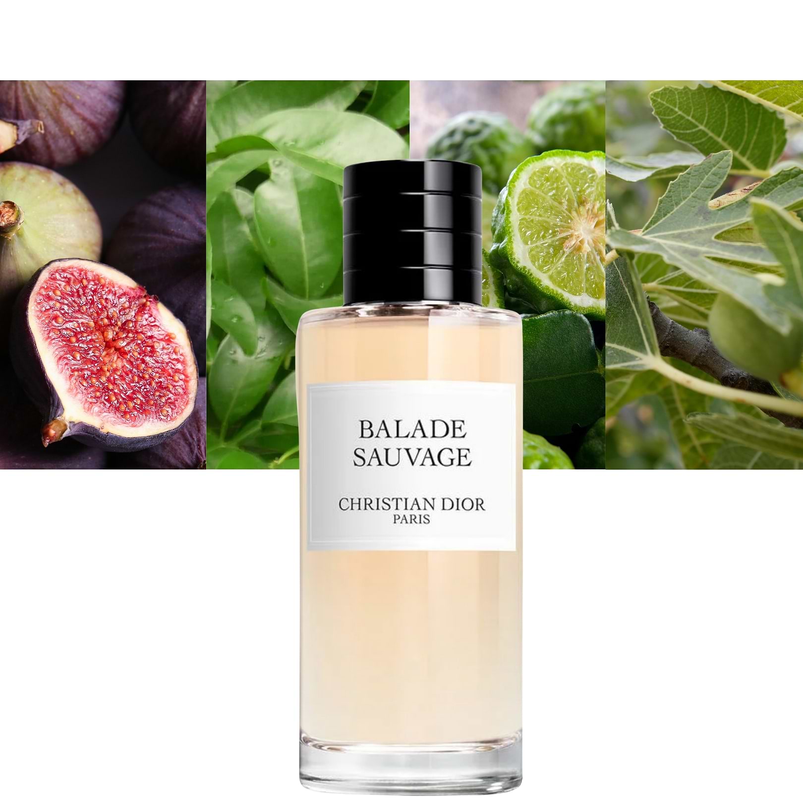 Balade Sauvage