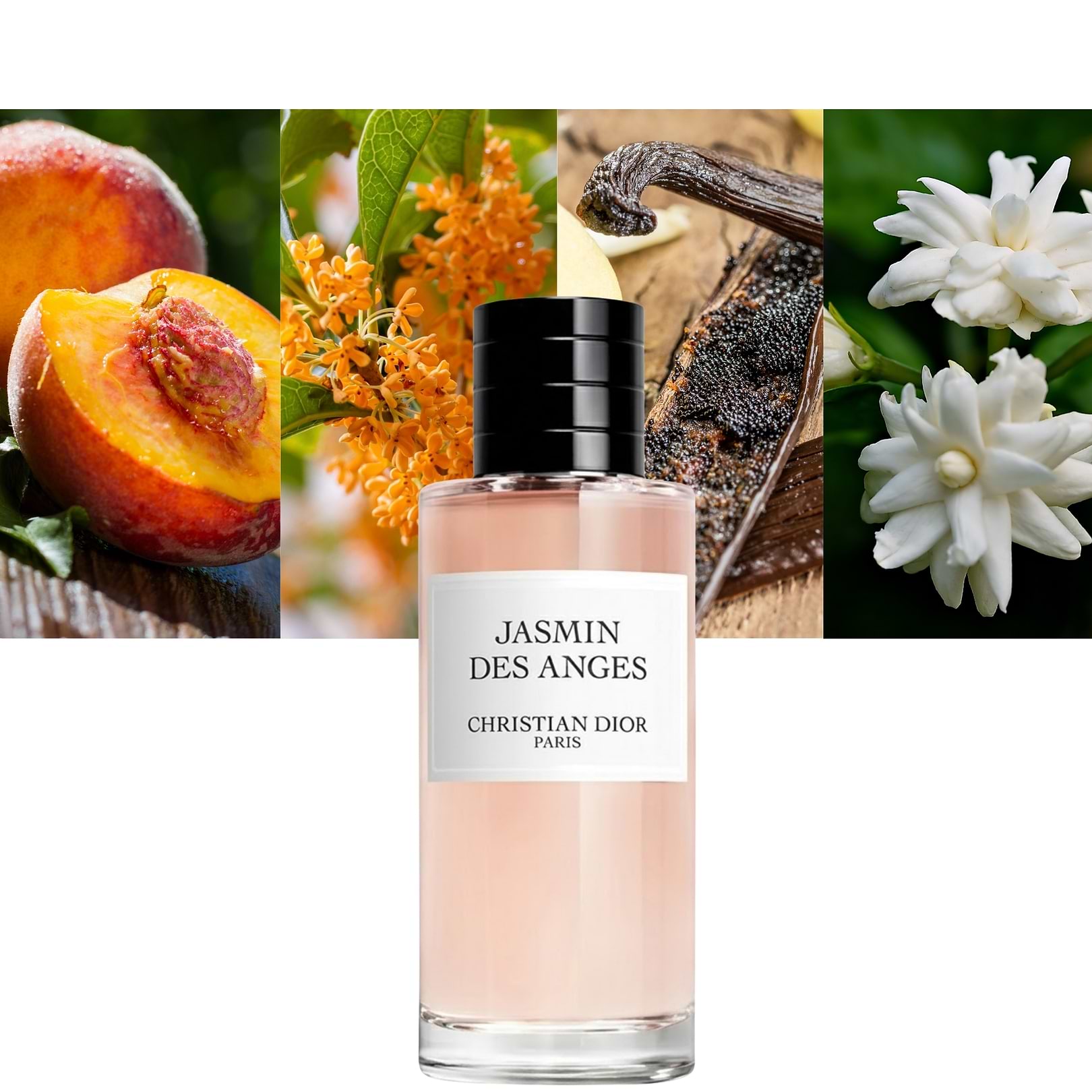 Jasmin Des Anges
