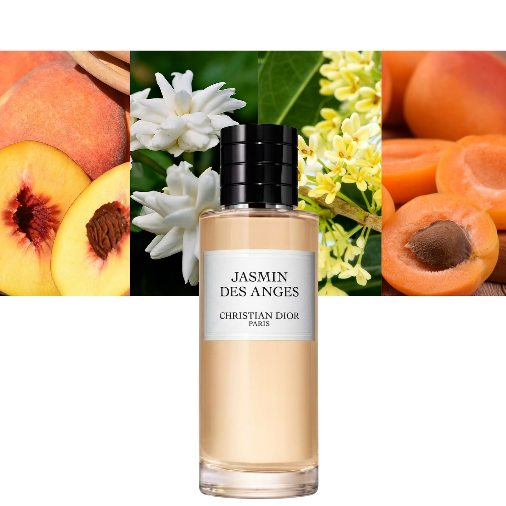 Jasmin Des Anges