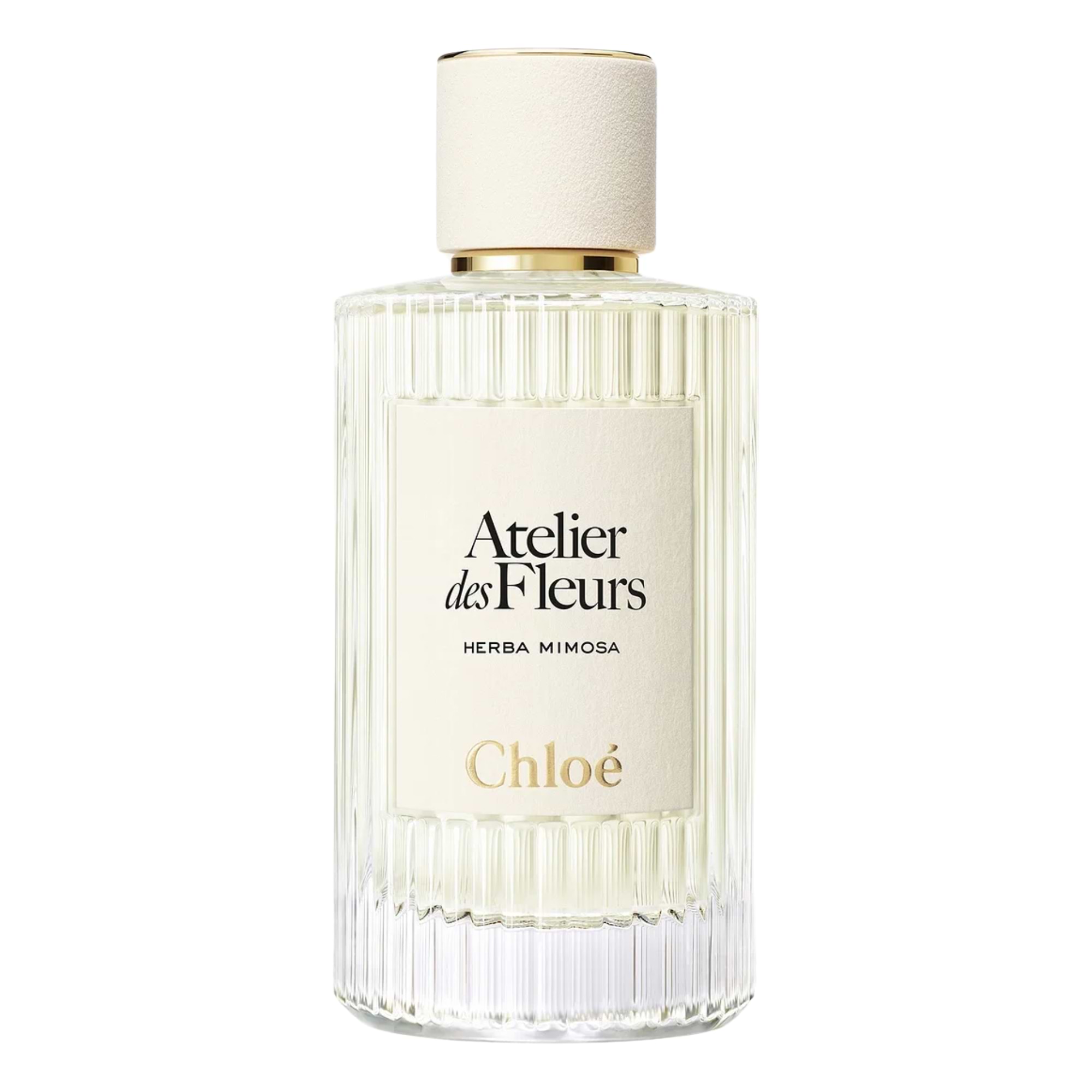 Chloe Atelier Des Fleurs Herba Mimosa