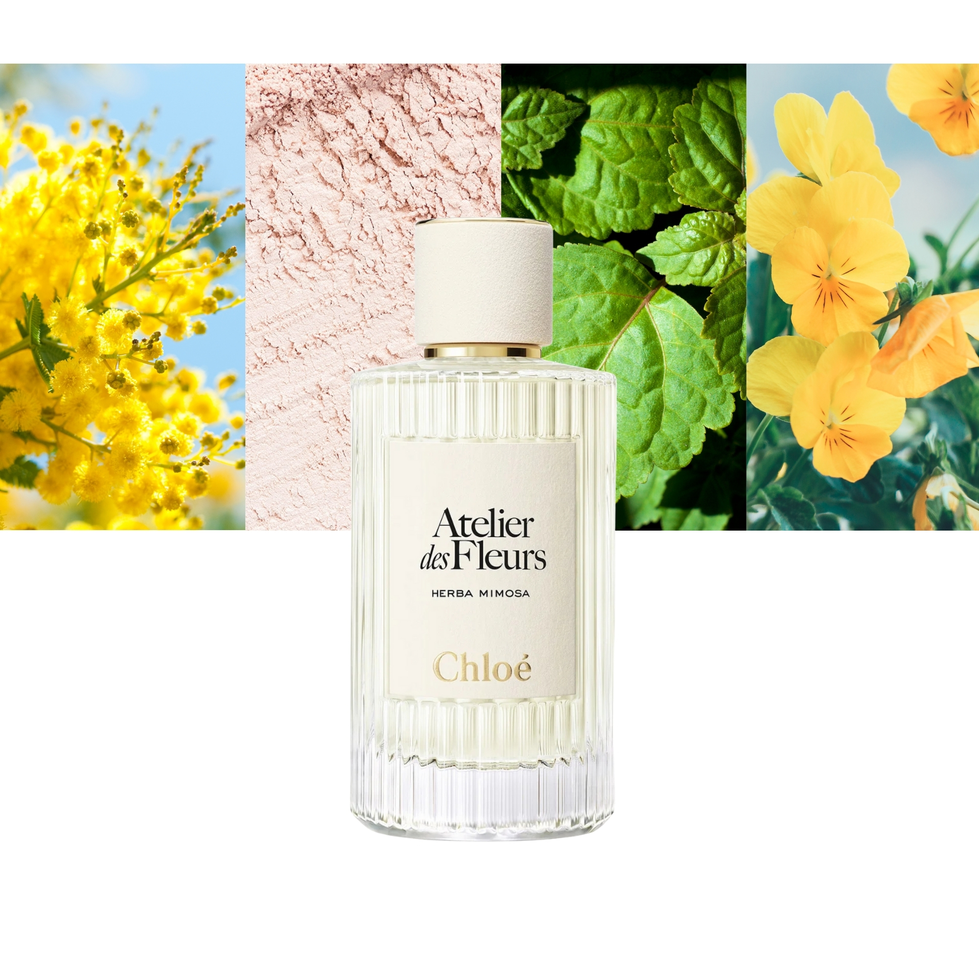 Atelier Des Fleurs Herba Mimosa