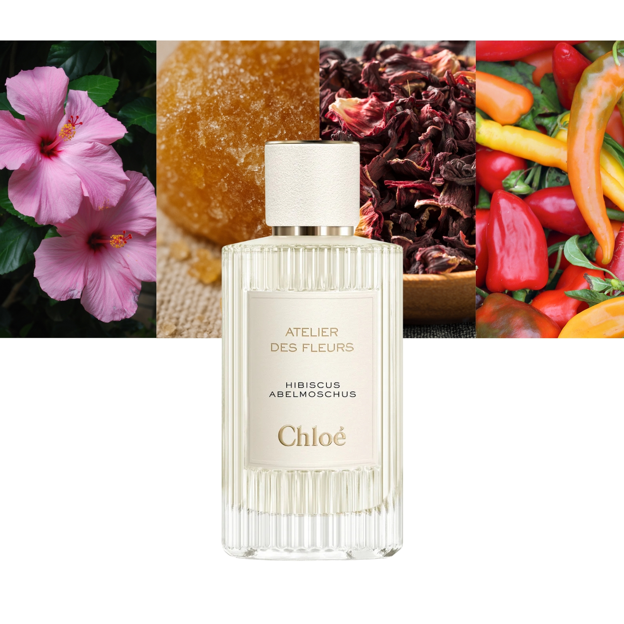 Atelier des Fleurs Hibiscus Abelmoschus