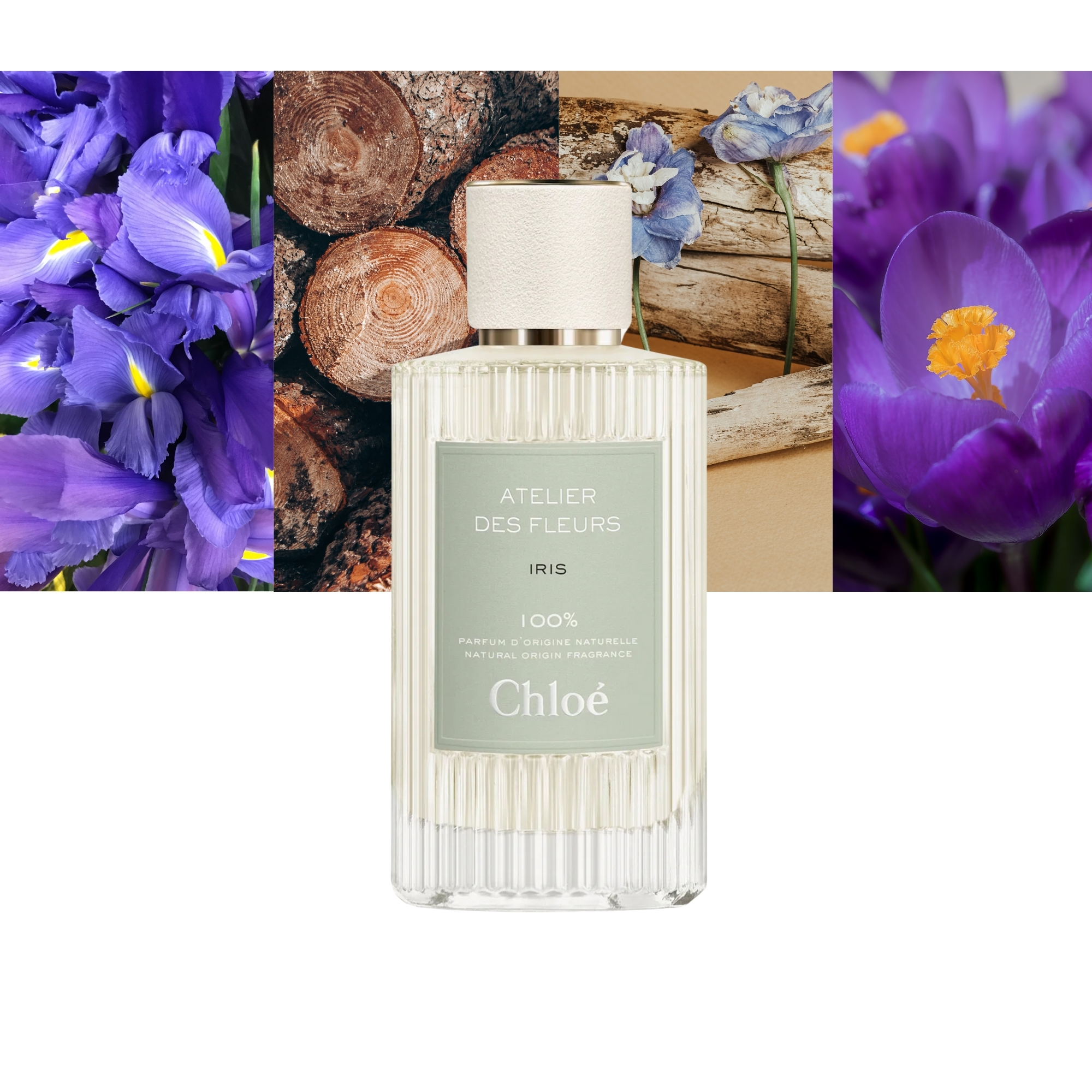 Atelier Des Fleurs Iris