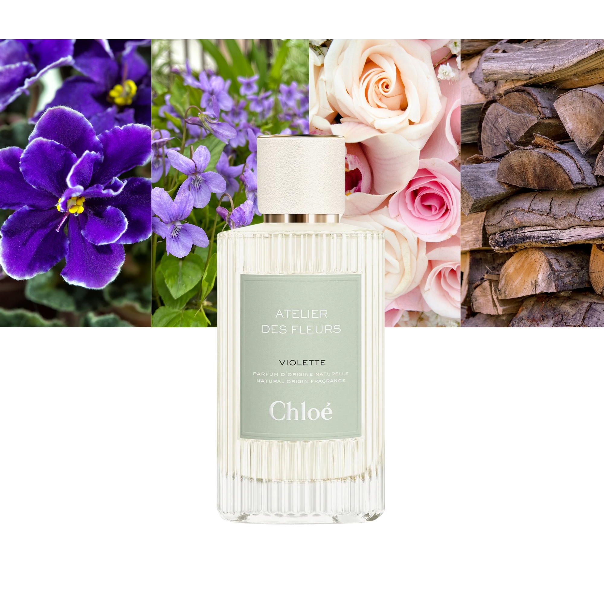 Atelier des Fleurs Violette