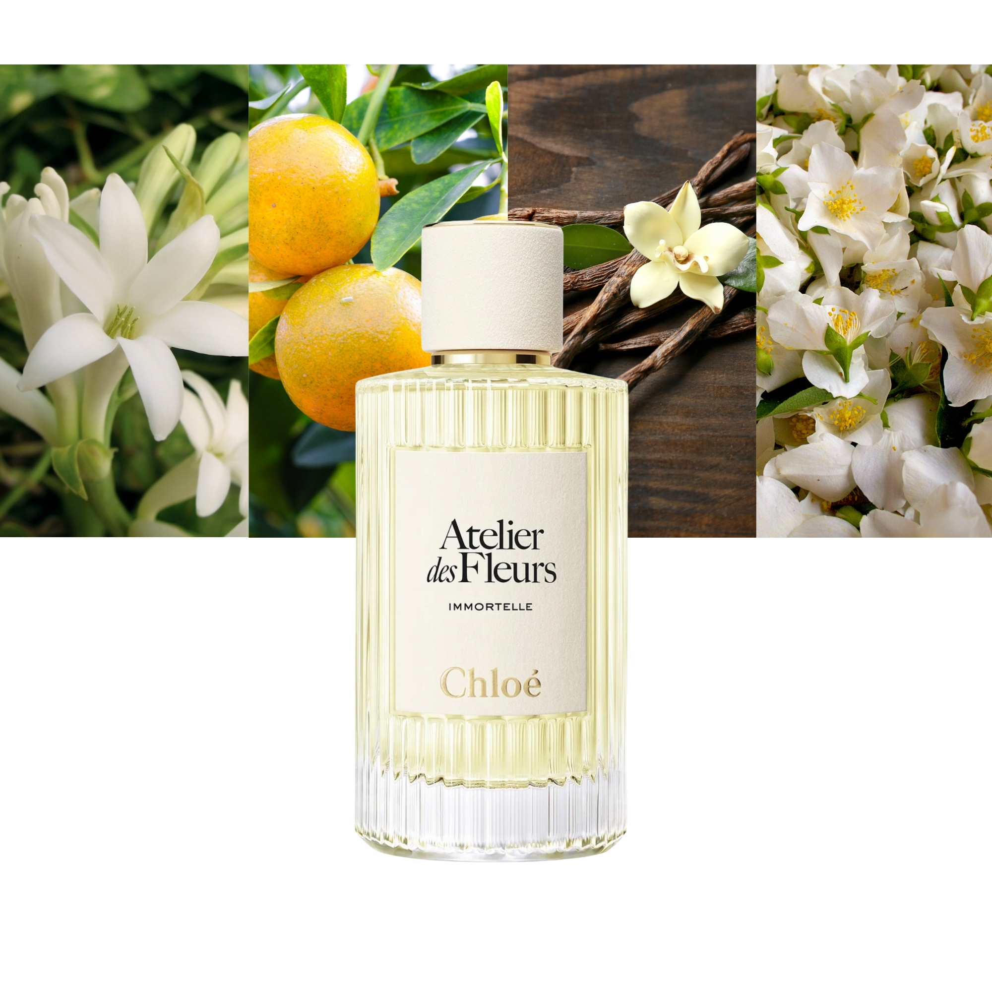 Atelier des Fleurs Immortelle