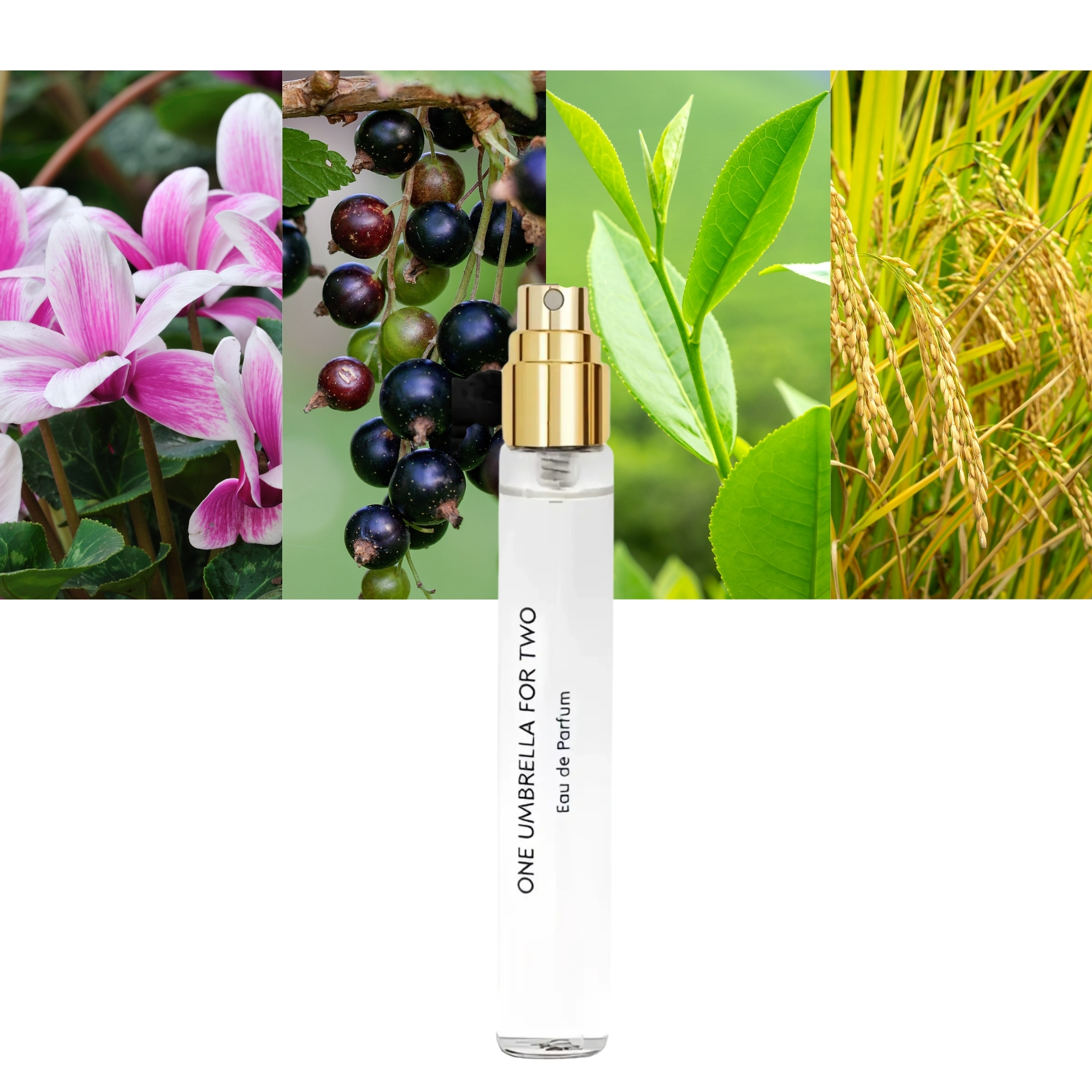 One Umbrella For Two