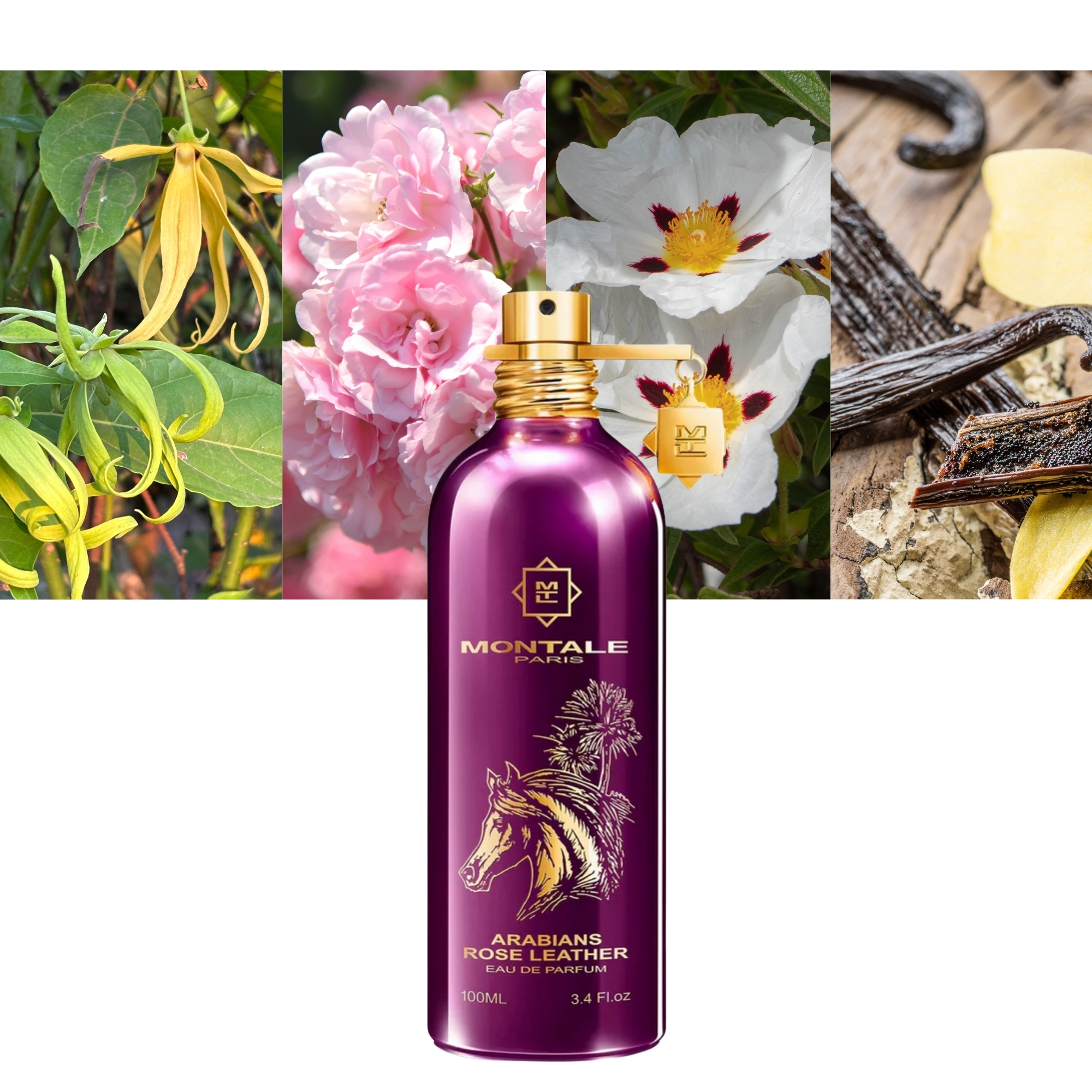 Arabians Rose Leather