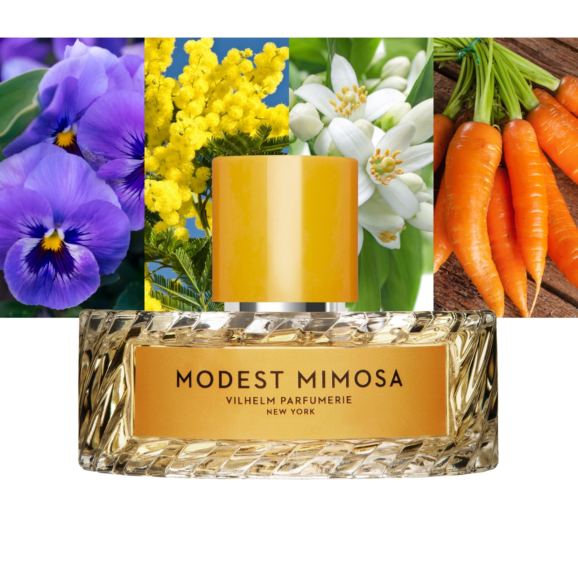 Modest Mimosa