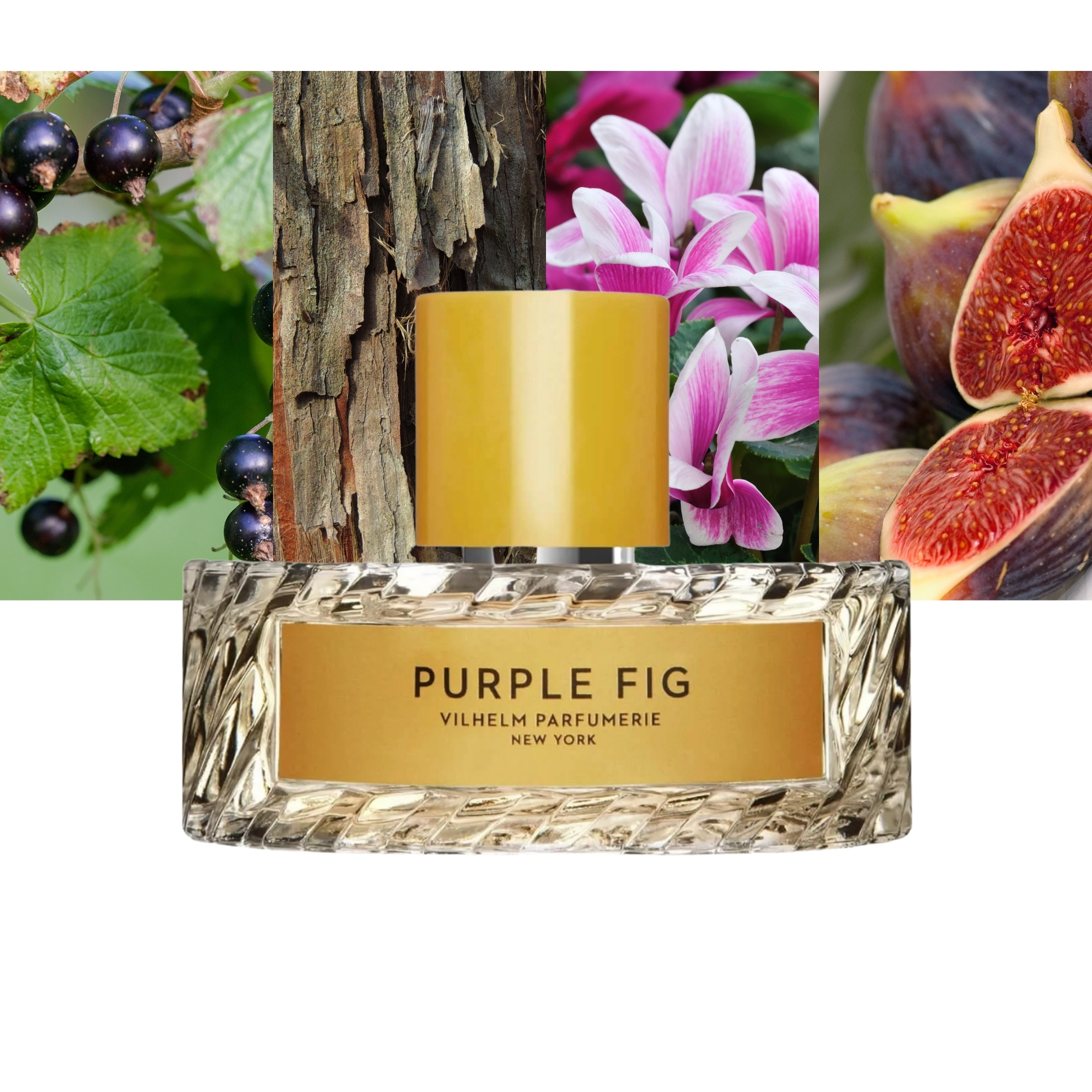 Purple Fig 