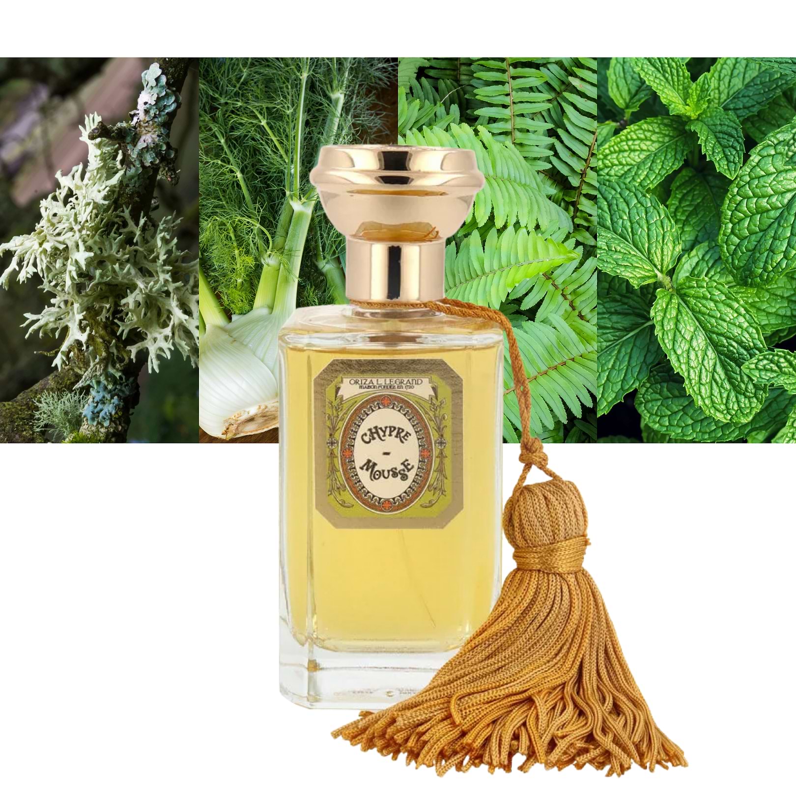 Chypre-Mousse