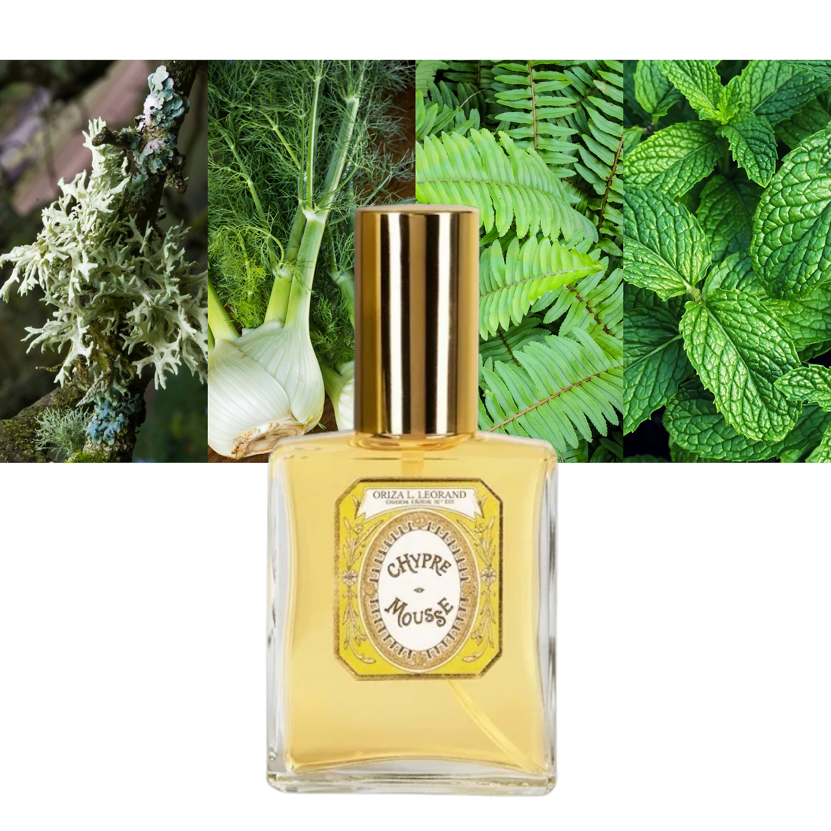 Chypre-Mousse