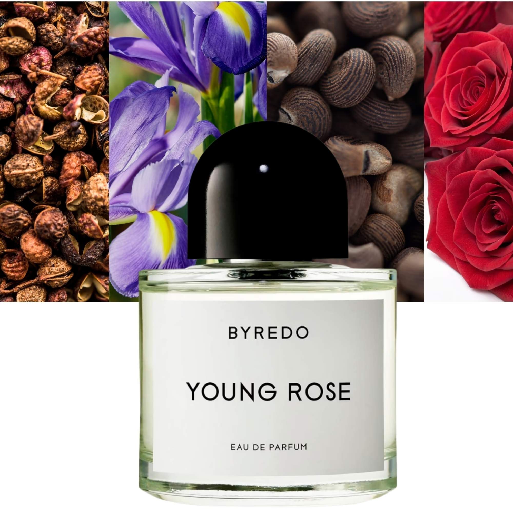 Young Rose