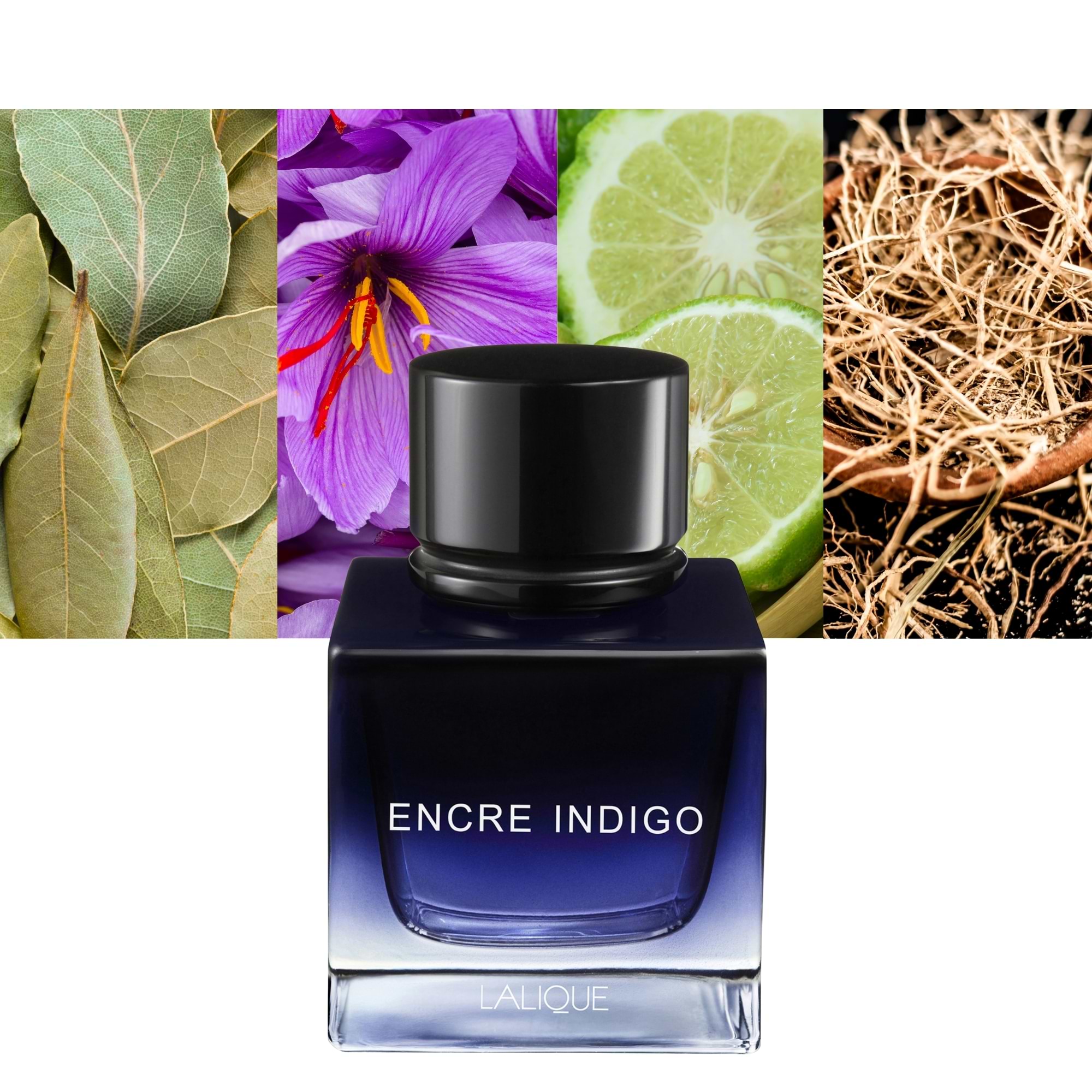 Encre Indigo