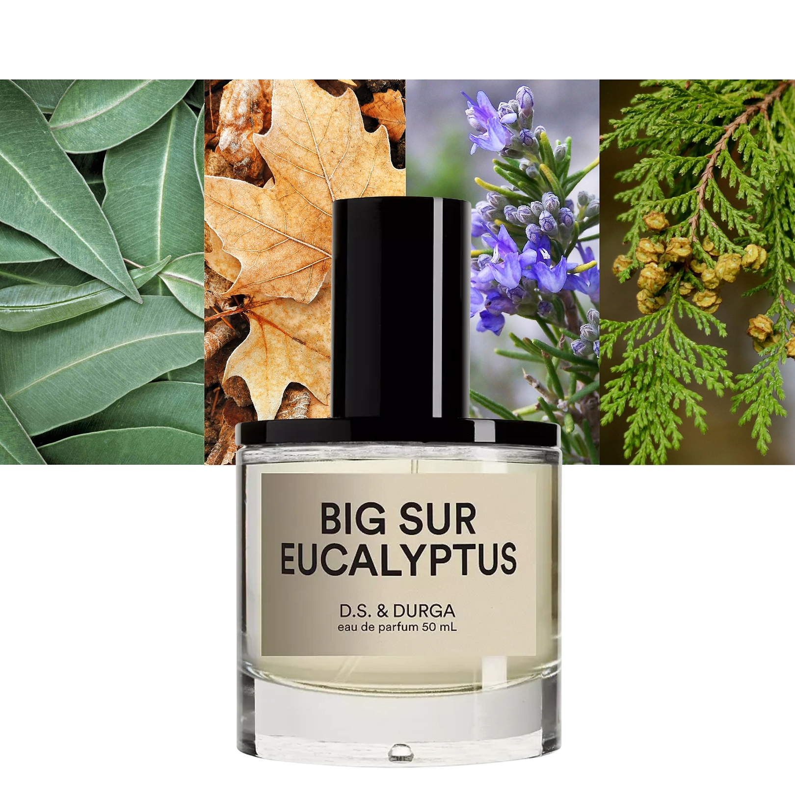 Big Sur Eucalyptus