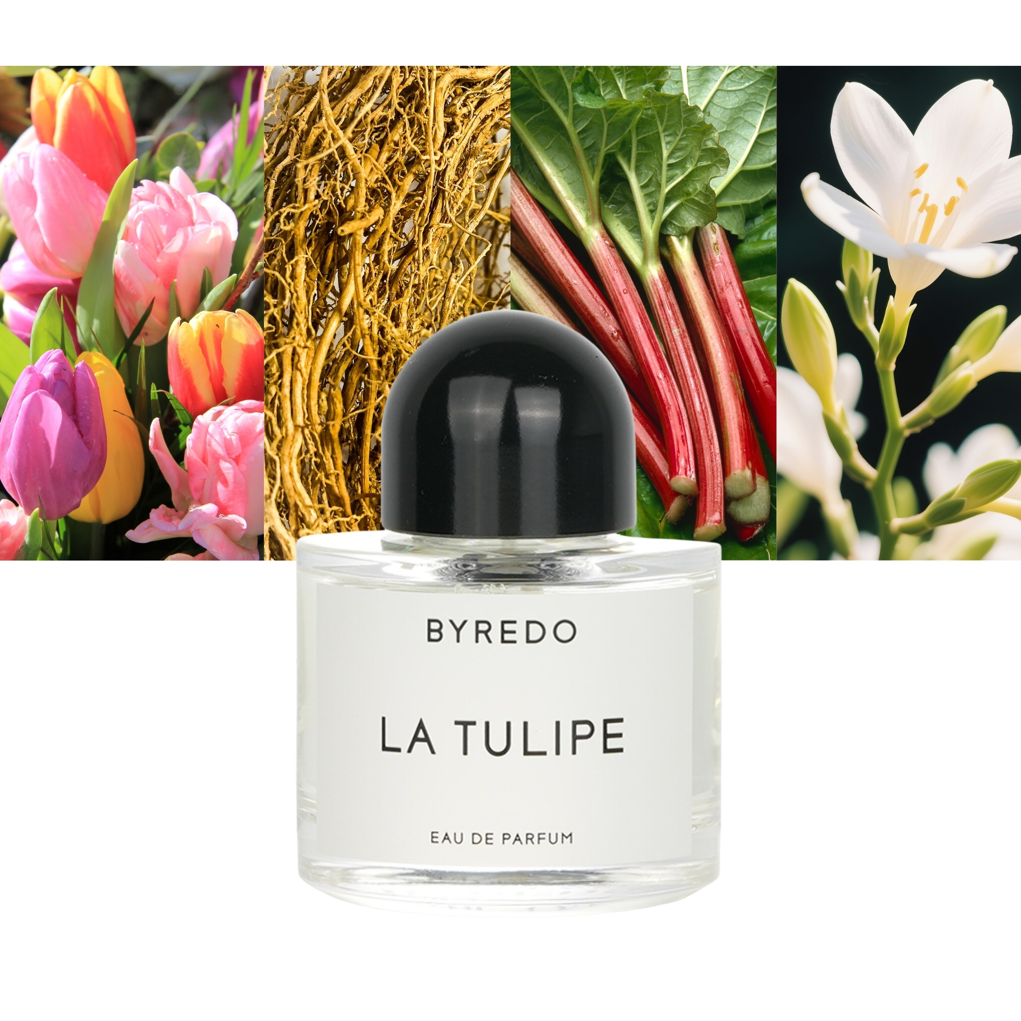 La Tulipe