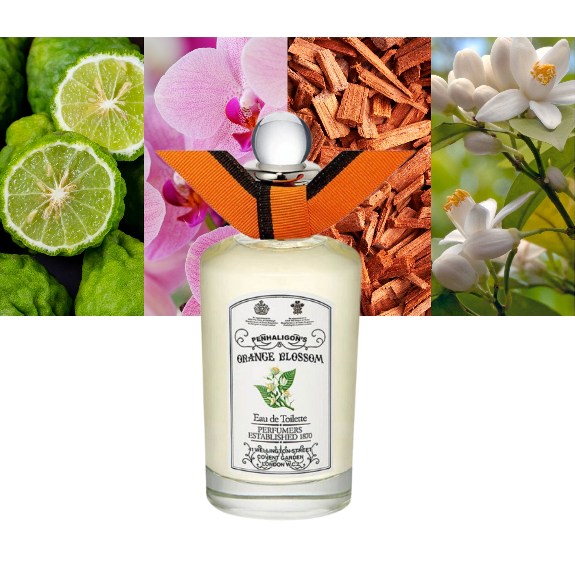 Anthology Orange Blossom